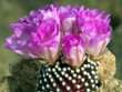 Mammillaria_luethyi
